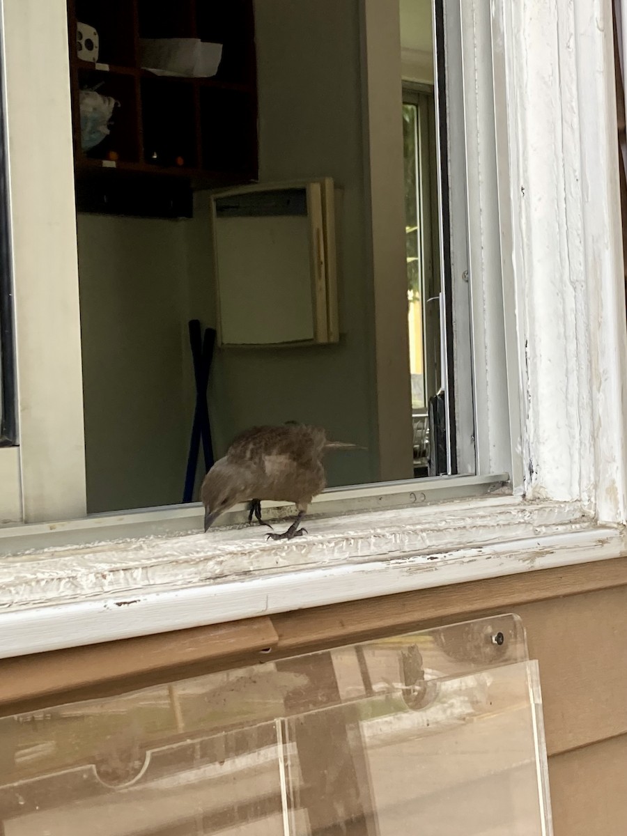 Shiny Cowbird - ML646813638