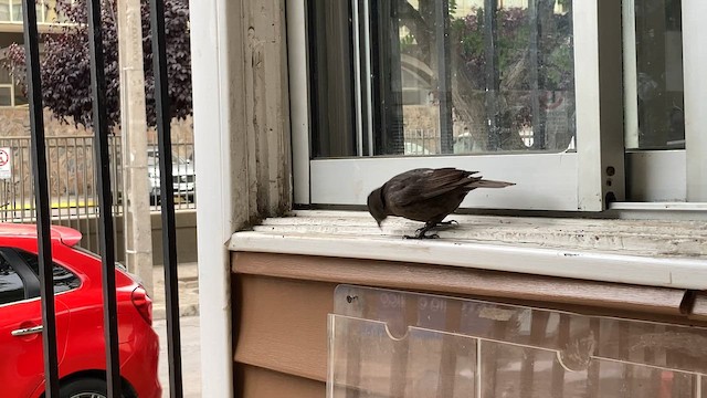 Shiny Cowbird - ML646813639