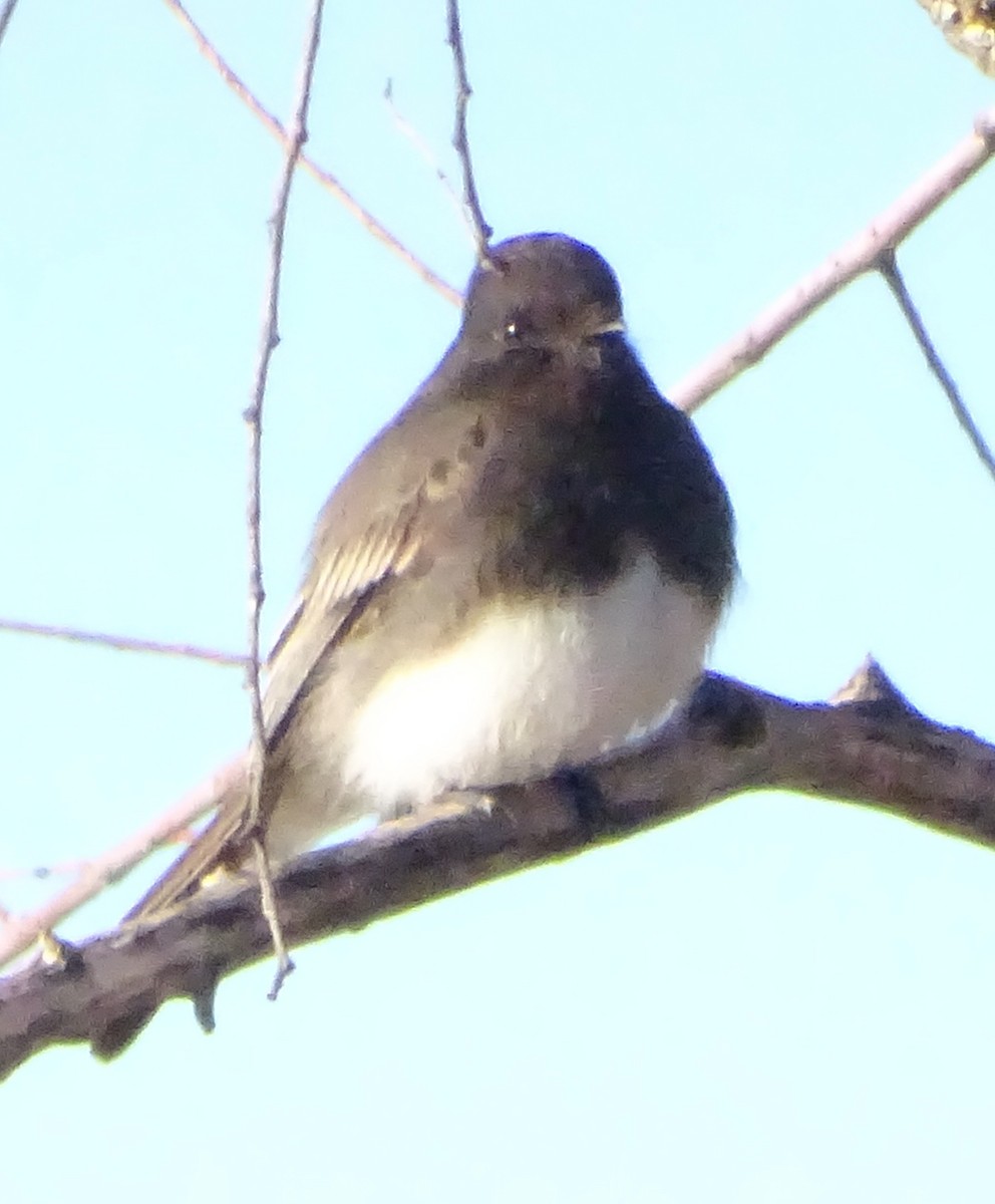 Black Phoebe - ML646813640