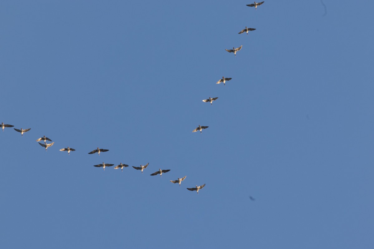 白額雁 - ML646813642