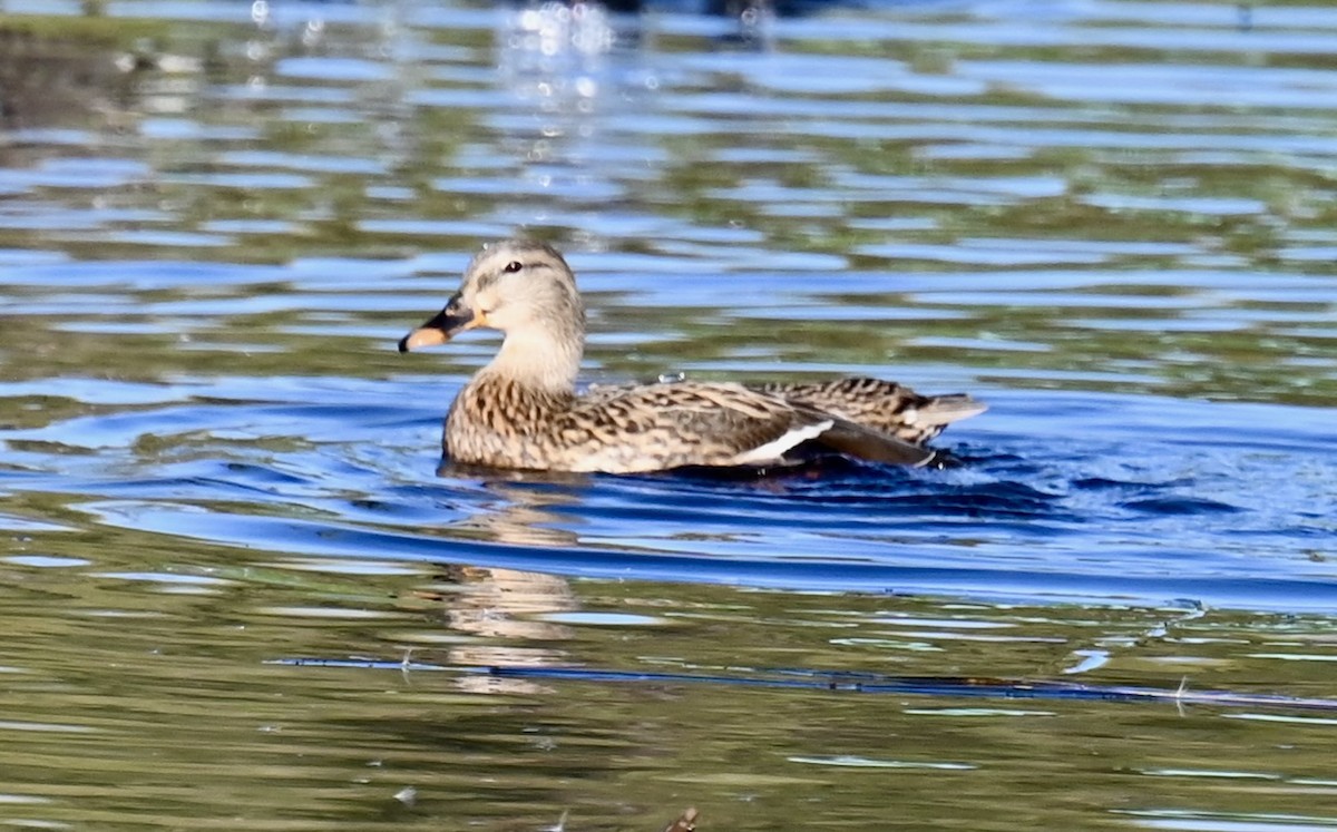 Mallard - ML646813643