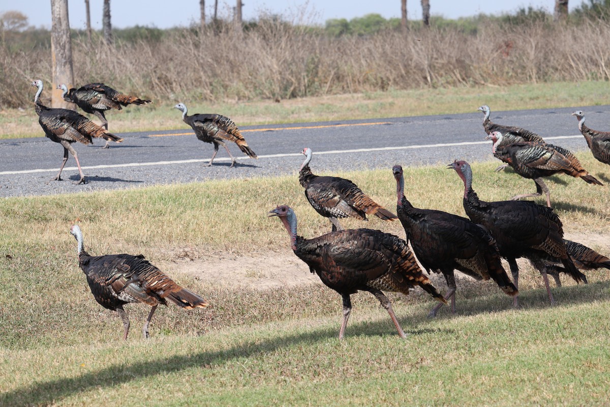 Wild Turkey - ML646813648