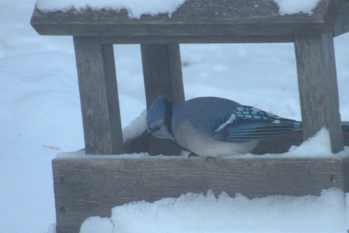 Blue Jay - ML646813651