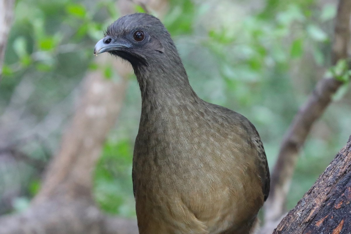 Plain Chachalaca - ML646813652