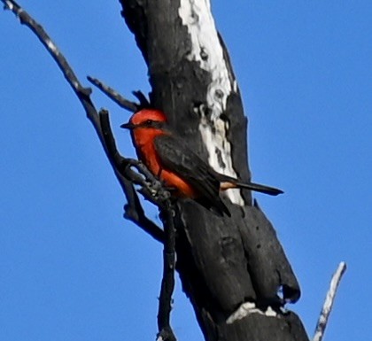 Vermilion Flycatcher - ML646813653