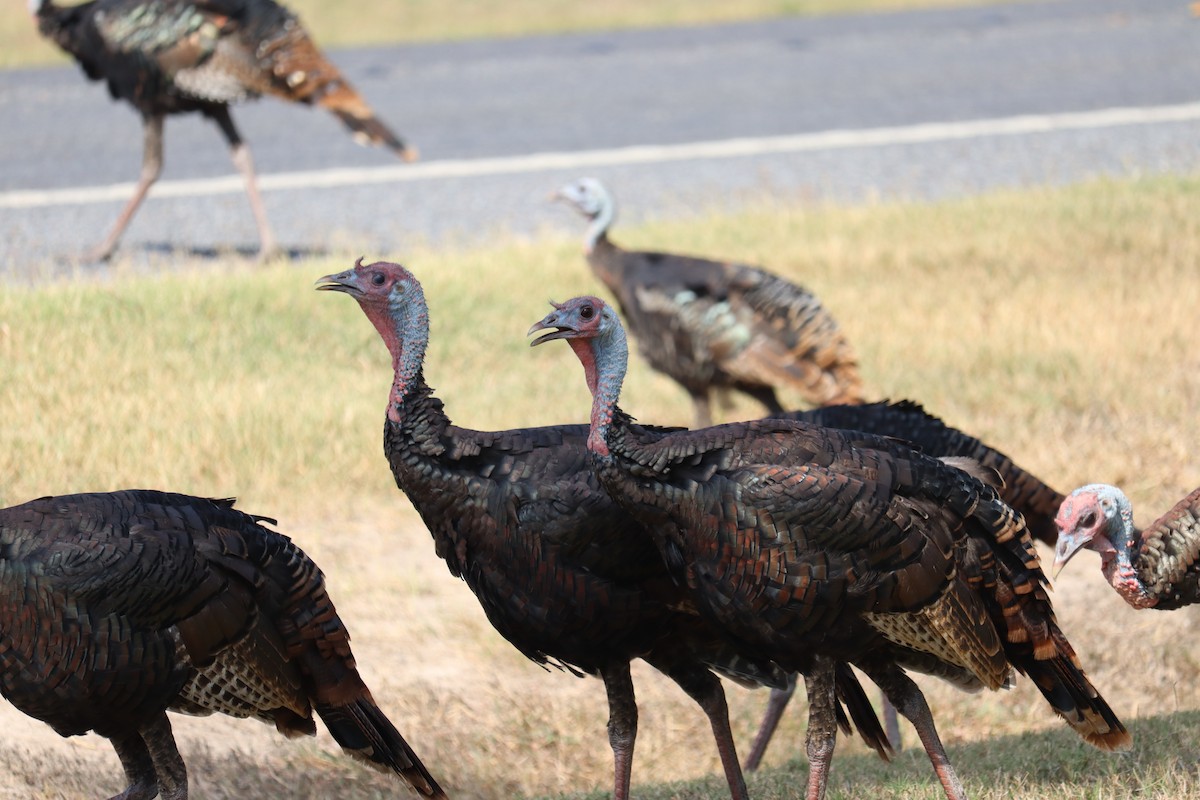 Wild Turkey - ML646813654