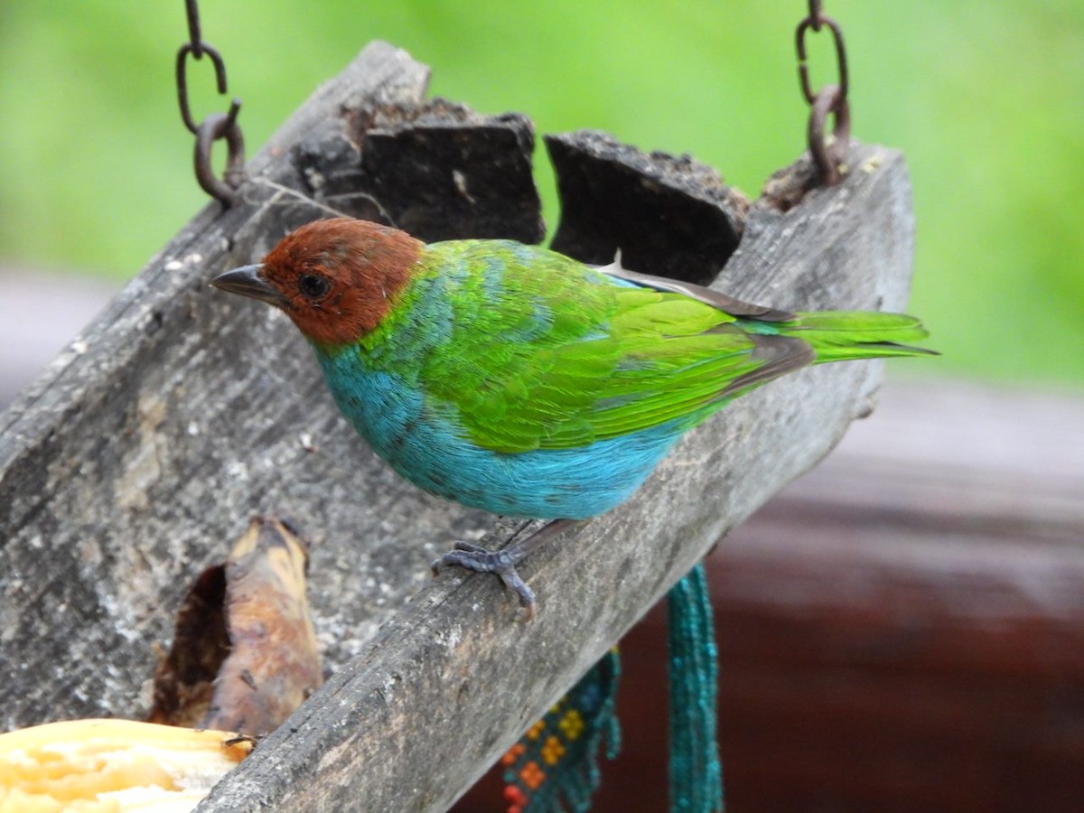 Bay-headed Tanager - ML646813655