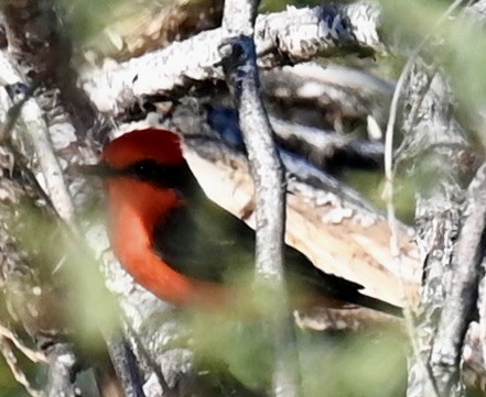 Vermilion Flycatcher - ML646813656