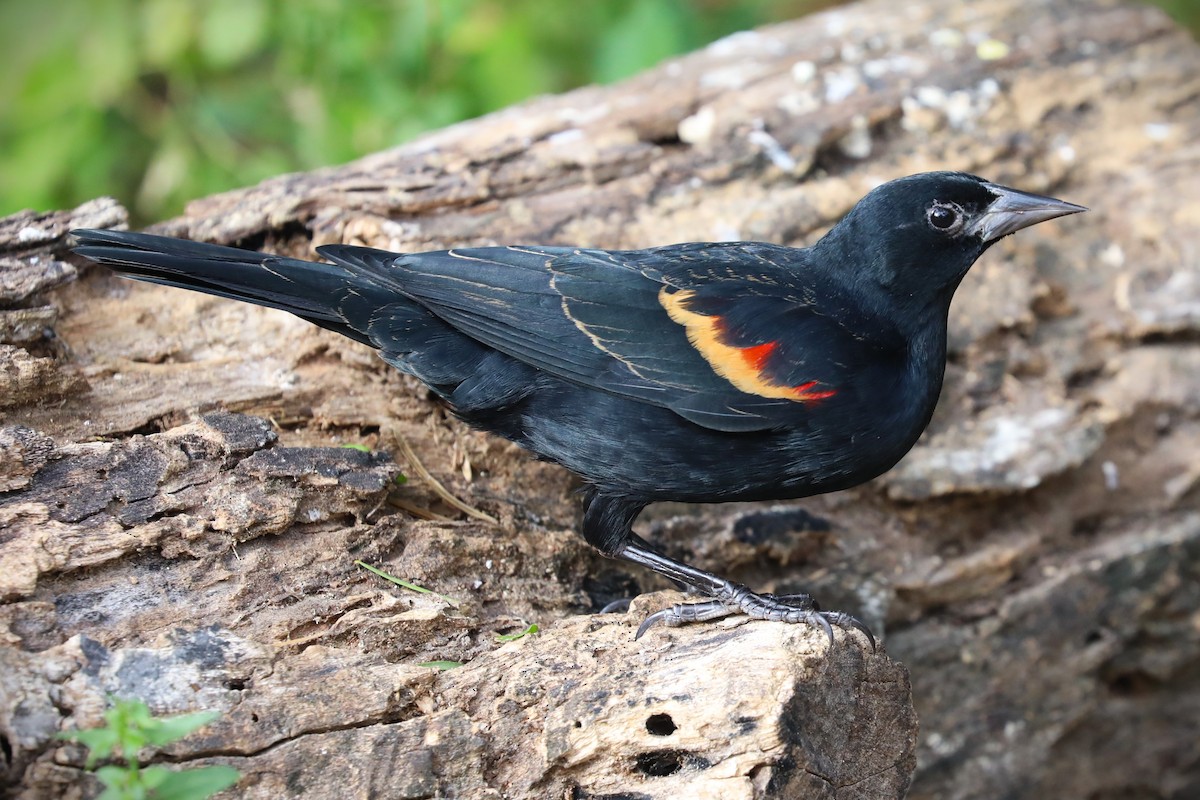 Red-winged Blackbird - ML646813659
