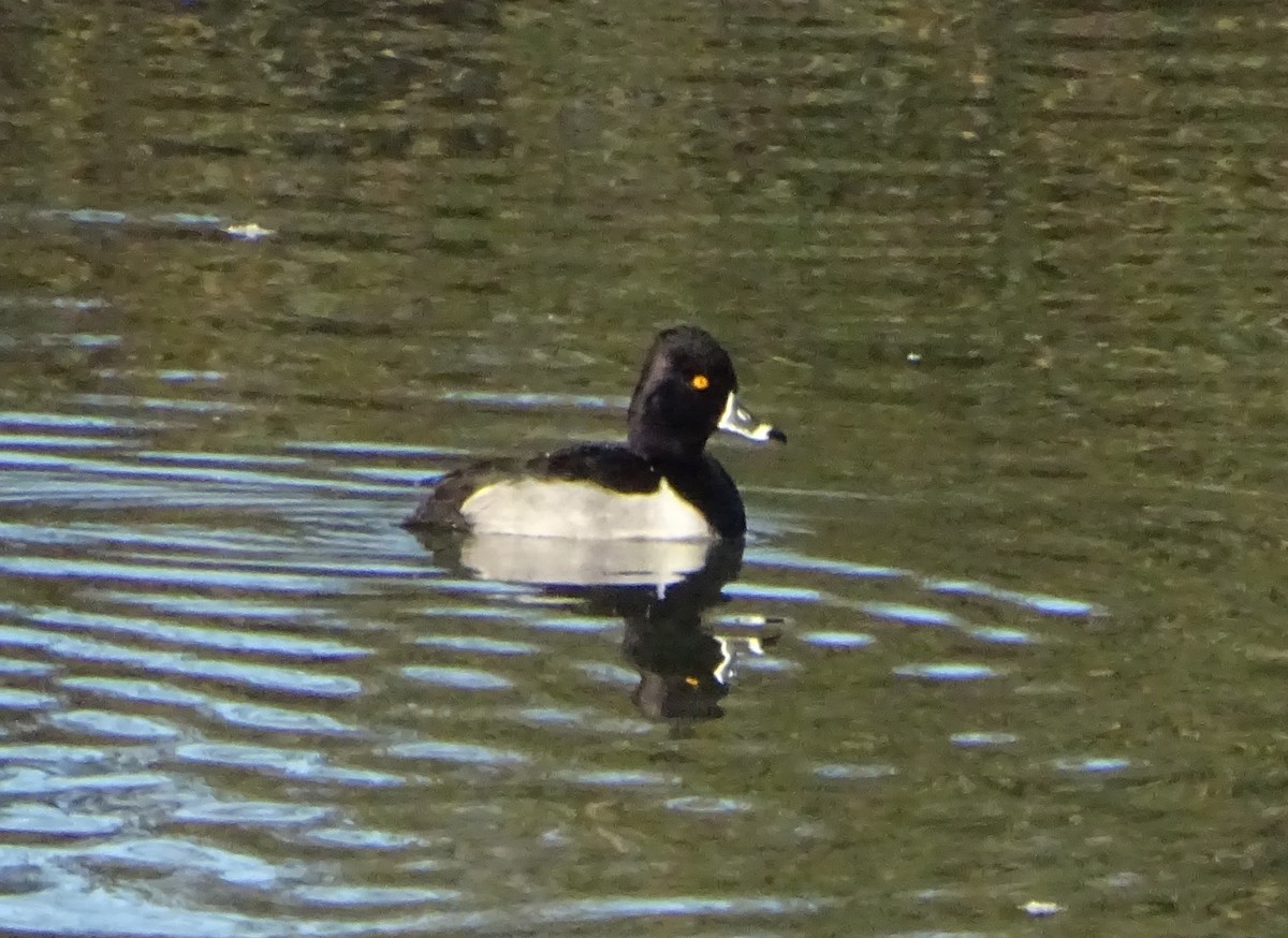 polák proužkozobý - ML646813660