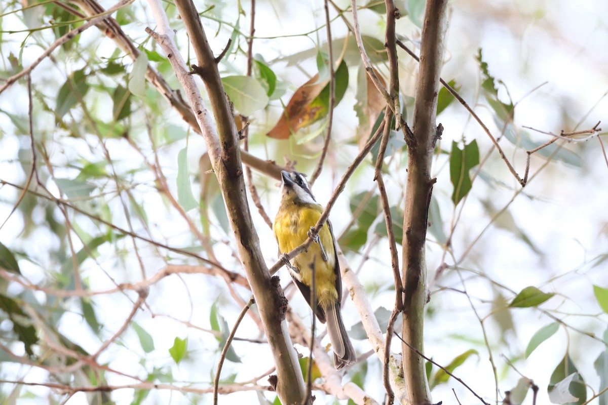 Gray Shrikethrush - ML646813661
