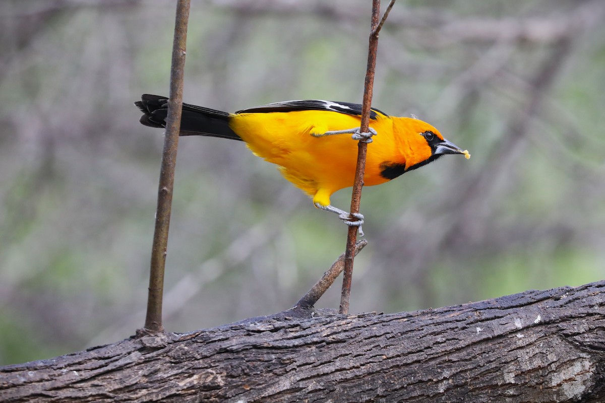 Altamira Oriole - ML646813662