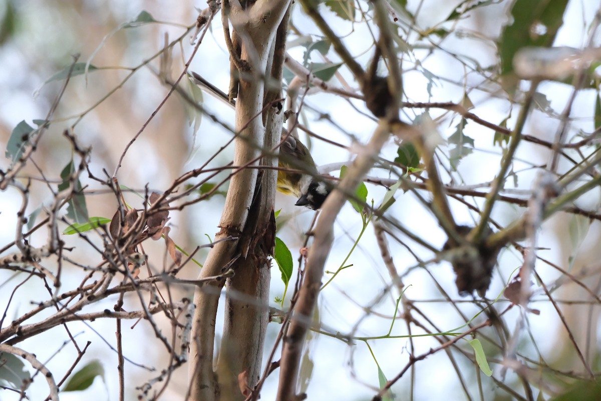 Gray Shrikethrush - ML646813663