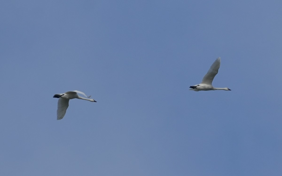 Tundra Swan - ML646813664