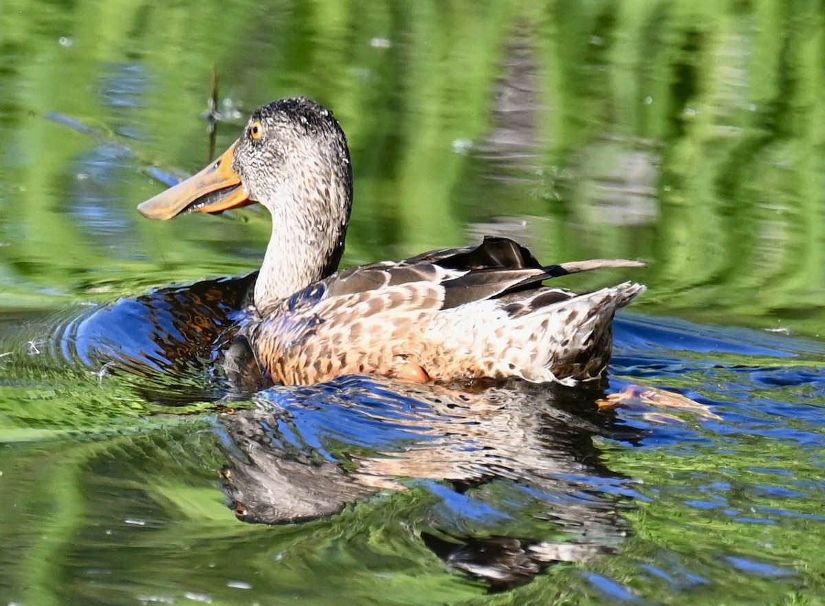 Northern Shoveler - ML646813671
