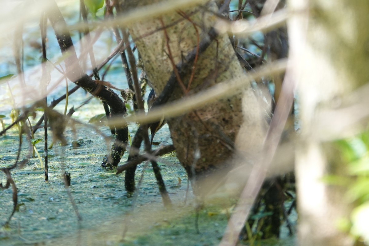 Wren-like Rushbird - ML646813679