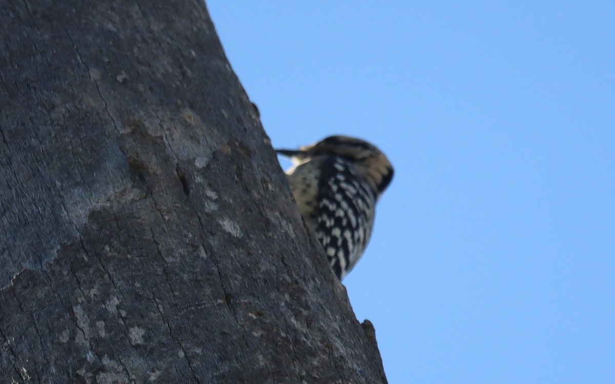 Ladder-backed Woodpecker - ML646813680