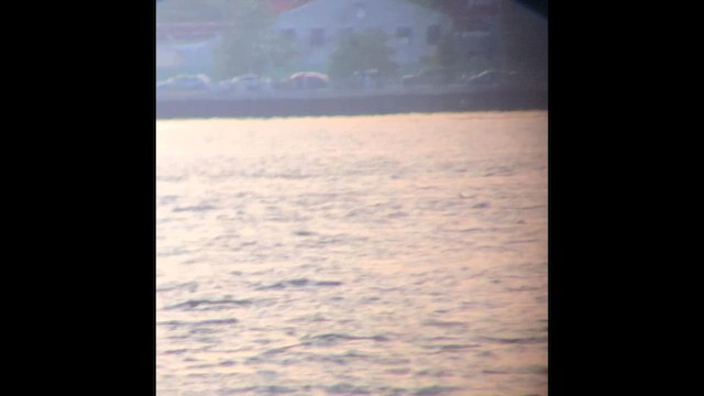 bird sp. - ML646813685