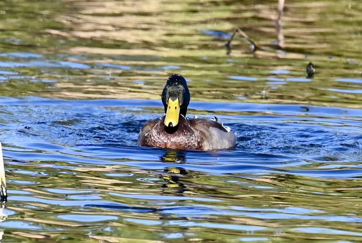 Mallard - ML646813690