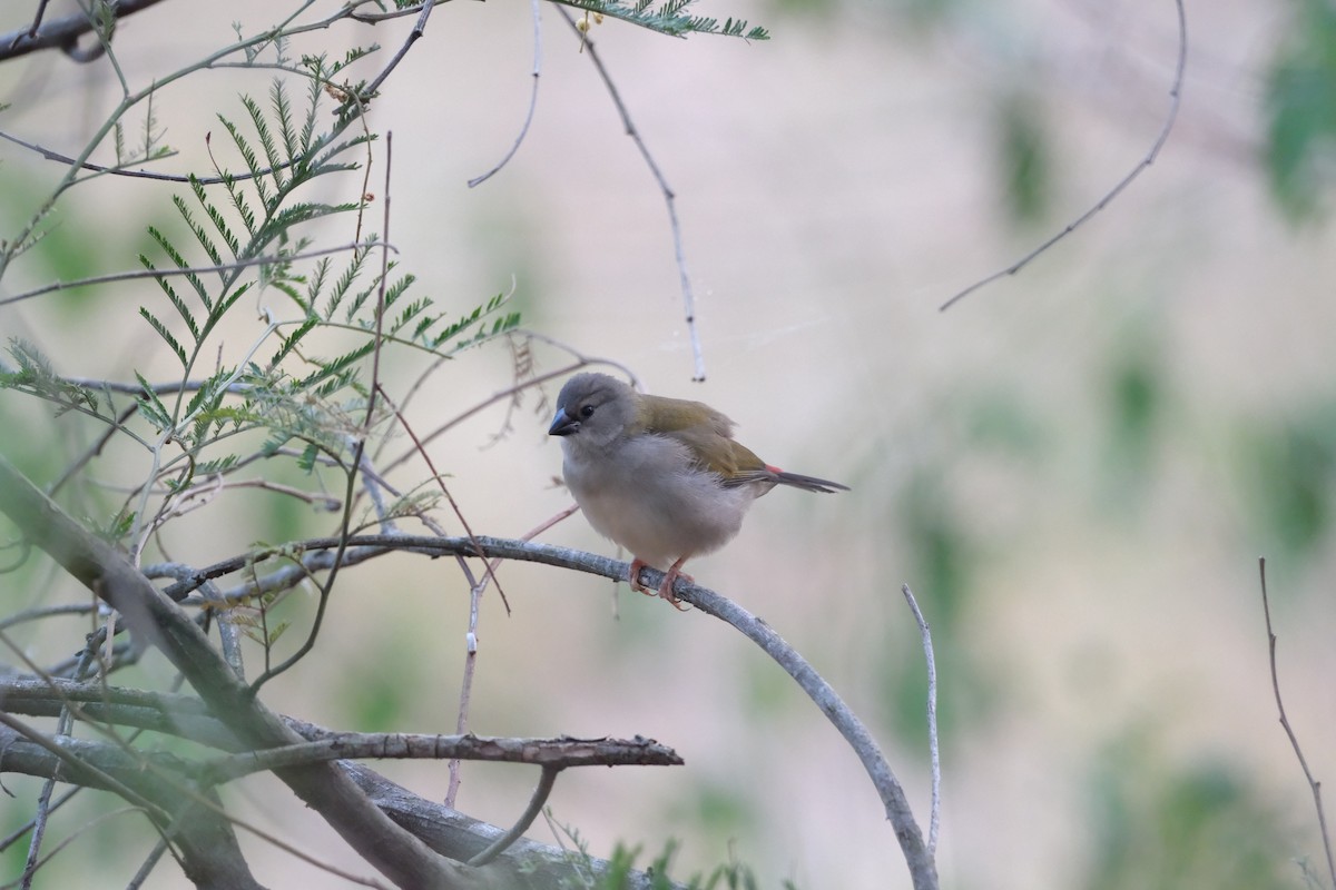 Red-browed Firetail - ML646813695