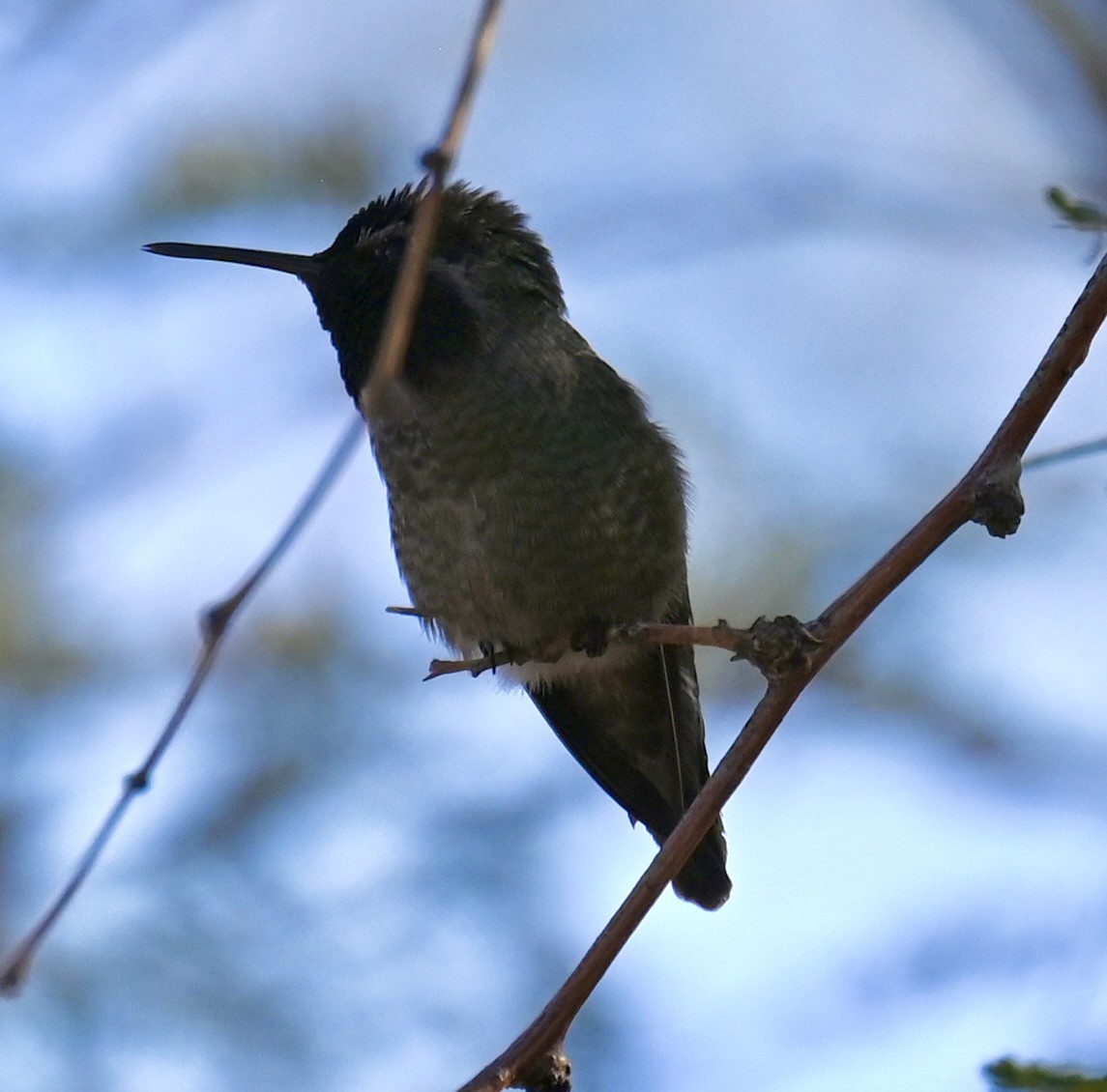 Anna's Hummingbird - ML646813698