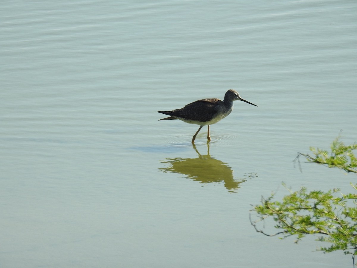 Greater Yellowlegs - ML646813701