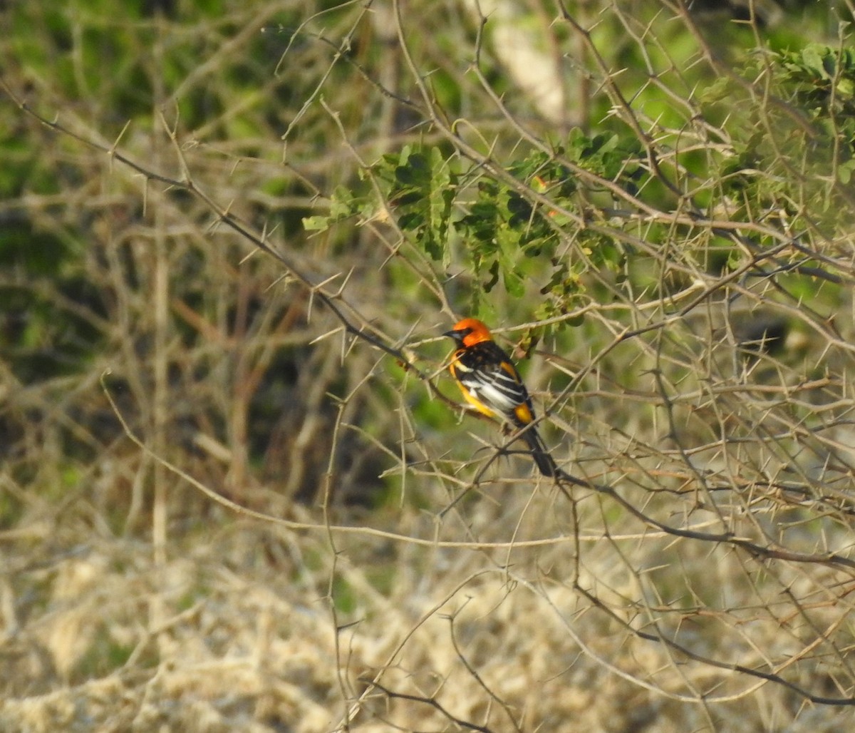 Streak-backed Oriole - ML646813702