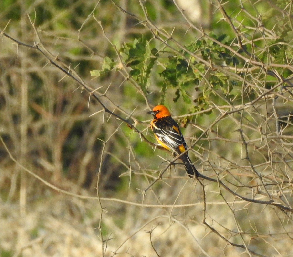 Streak-backed Oriole - ML646813703