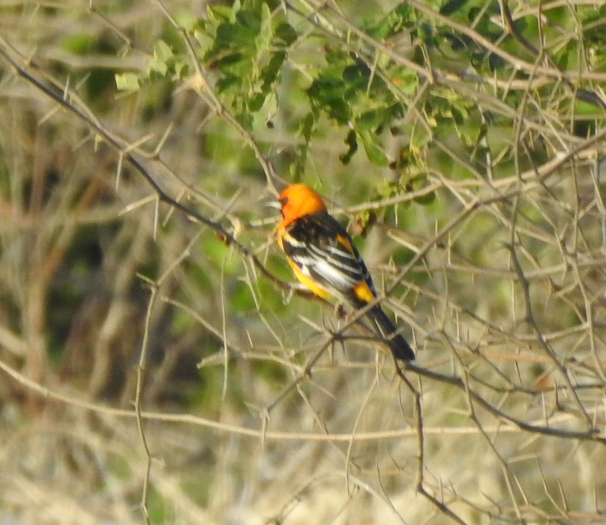 Streak-backed Oriole - ML646813704