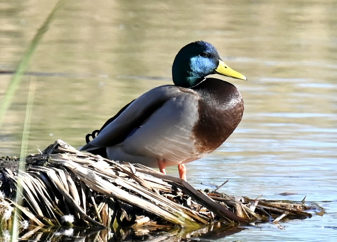 Mallard - ML646813706
