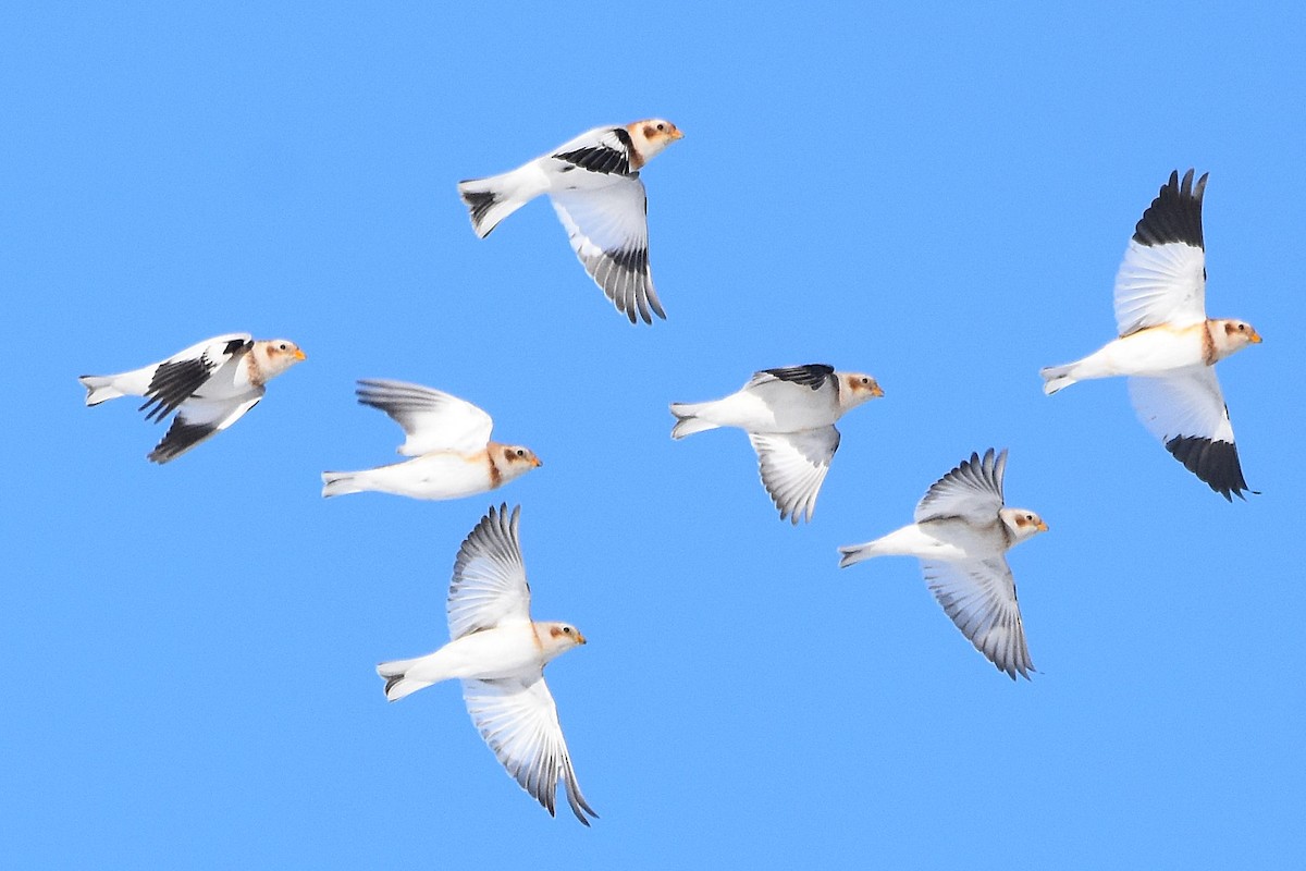 Plectrophane des neiges - ML646813707