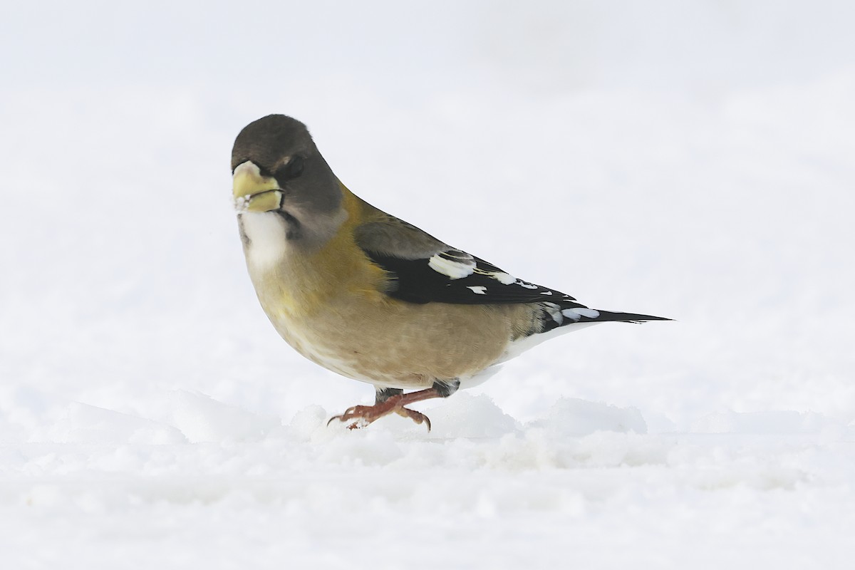 Mokolodi bekainoria - ML646813708