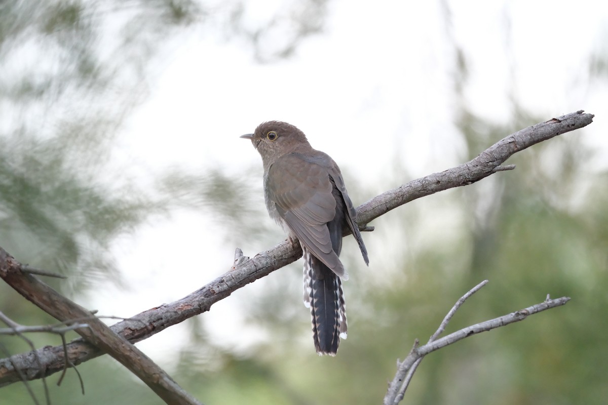 Fan-tailed Cuckoo - ML646813709