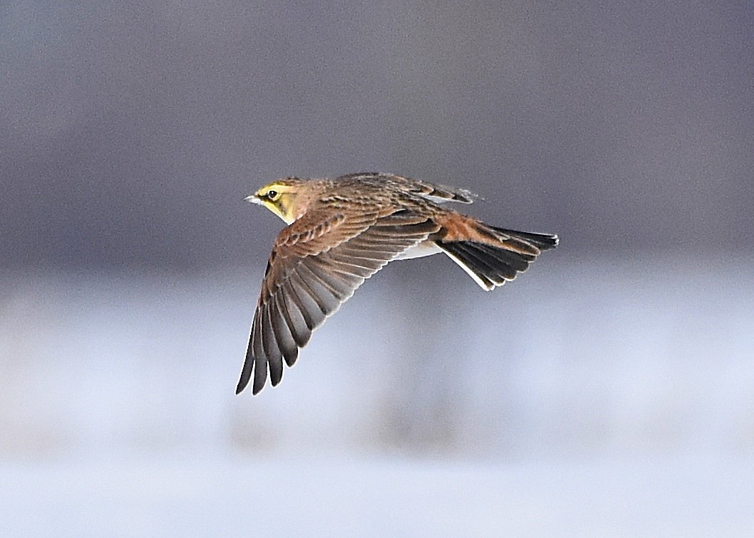 Alouette hausse-col - ML646813714