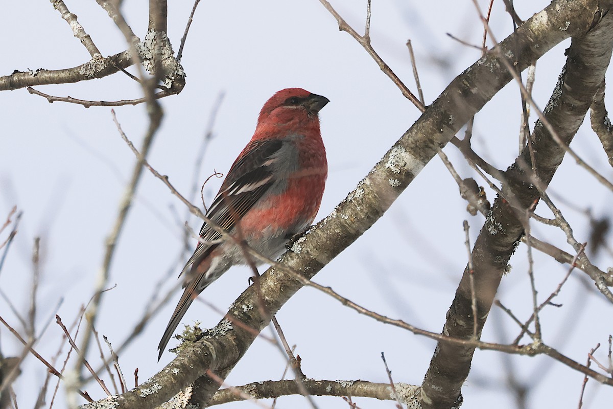 Pinu-gailupa - ML646813717