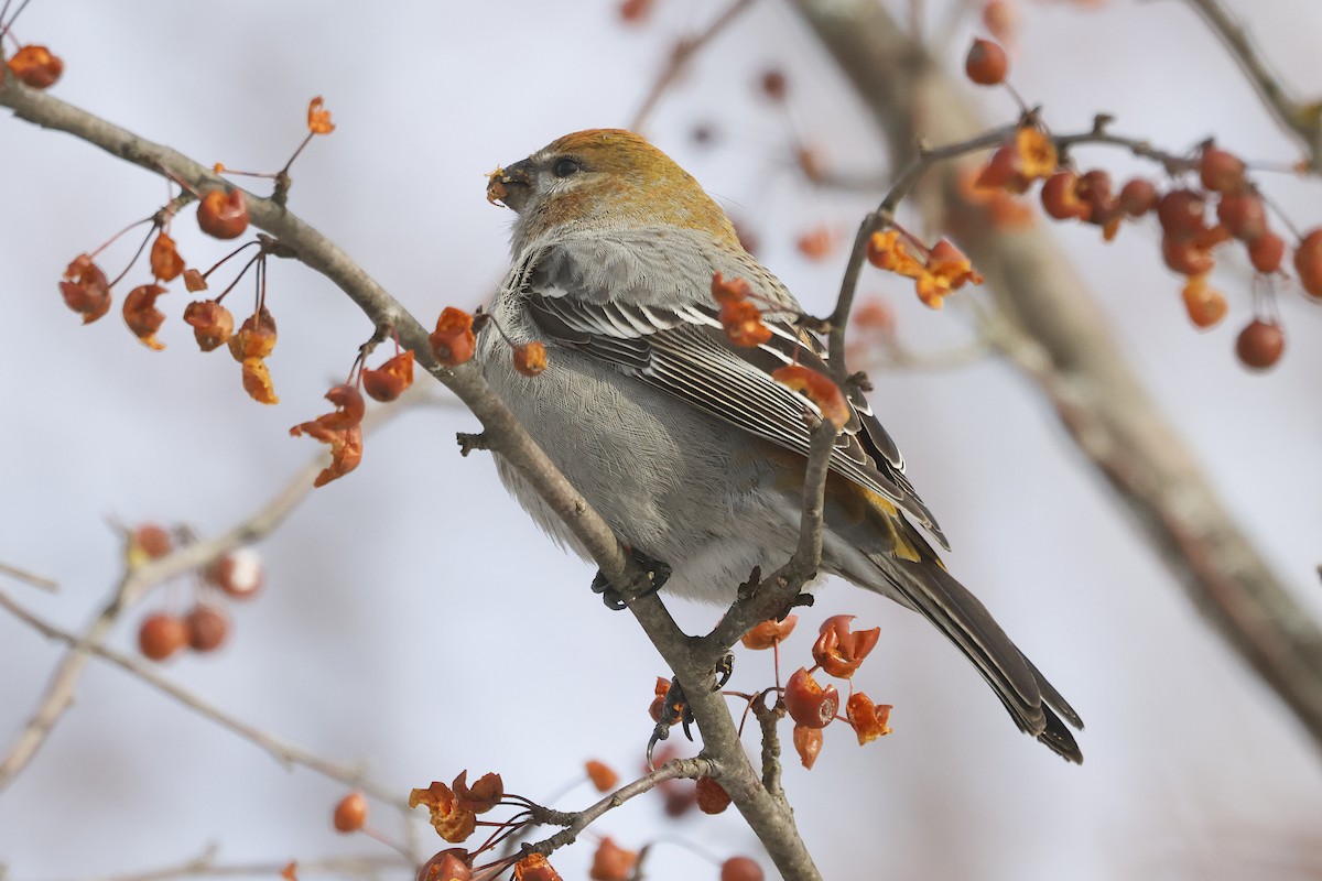 Pinu-gailupa - ML646813718