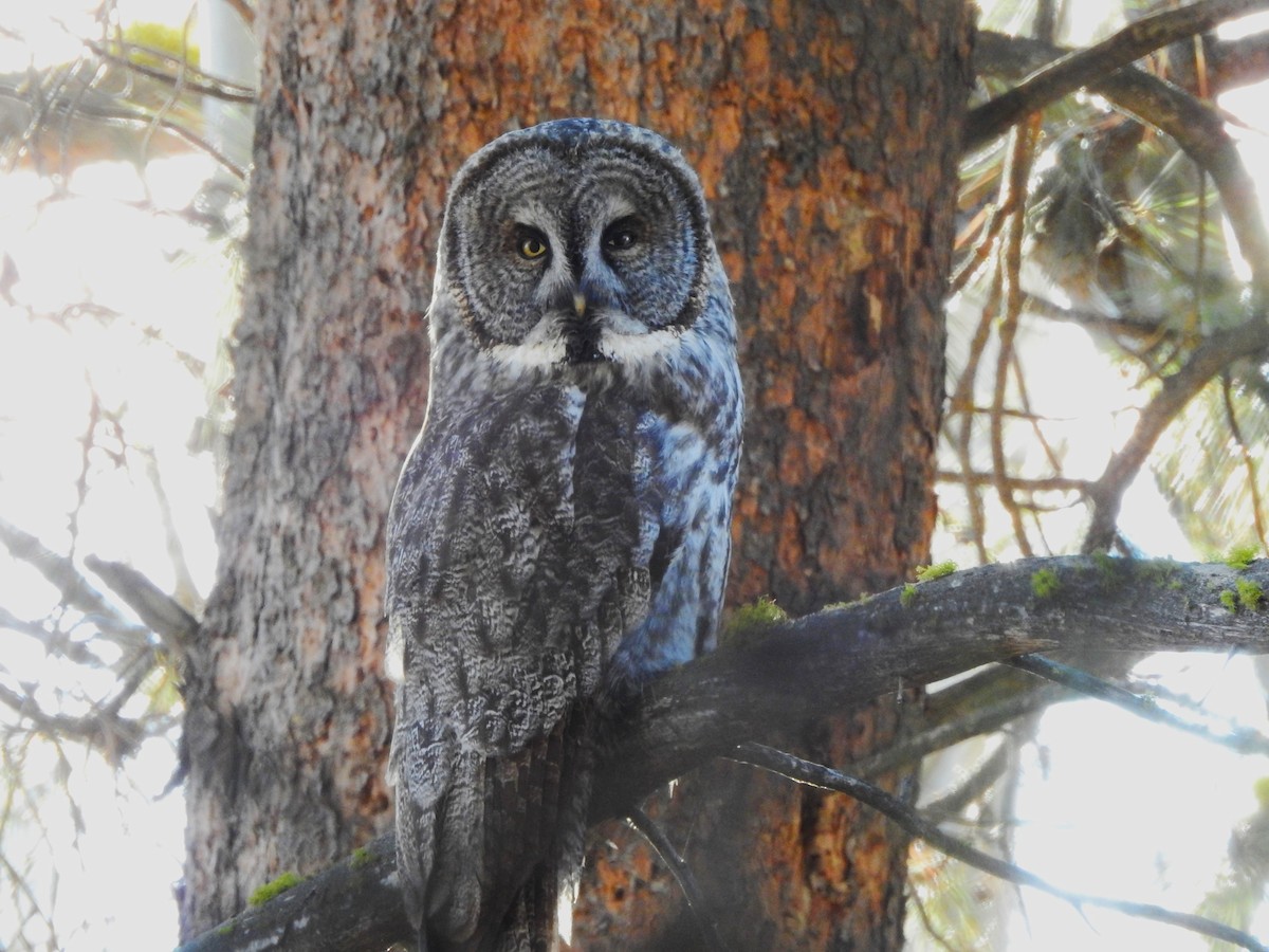 Urubi laponiarra - ML646813723