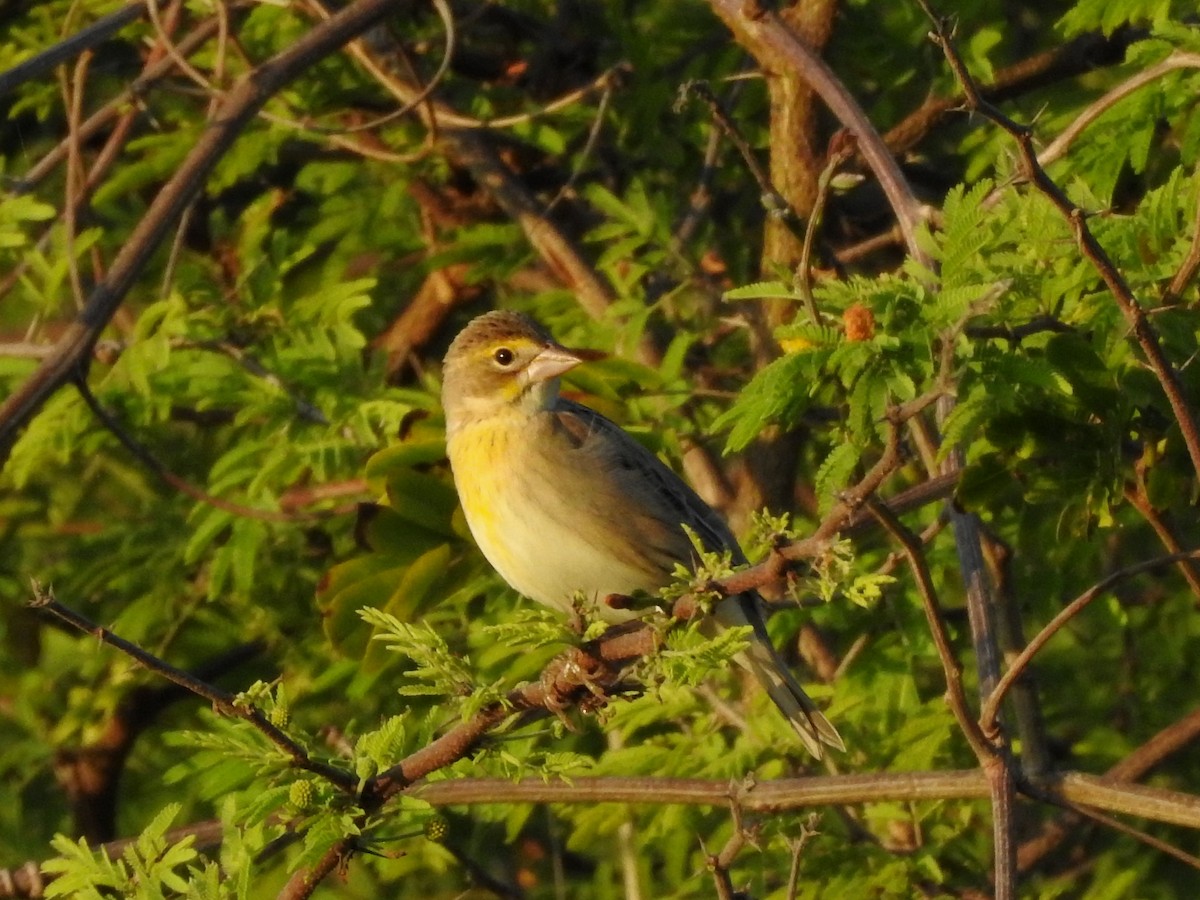 Dickcissel - ML646813724