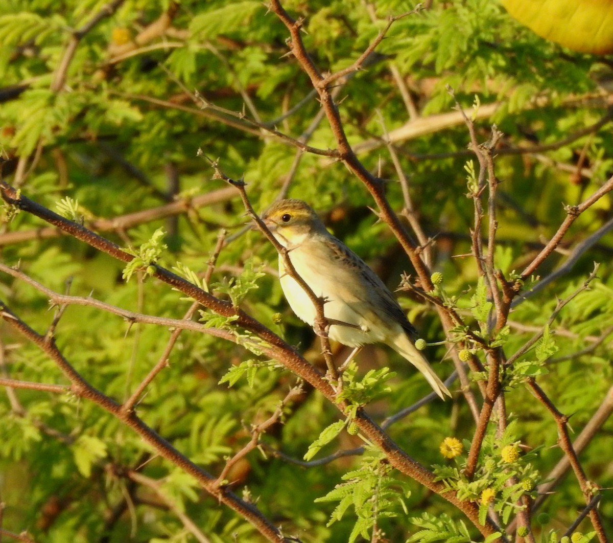 Dickcissel - ML646813725