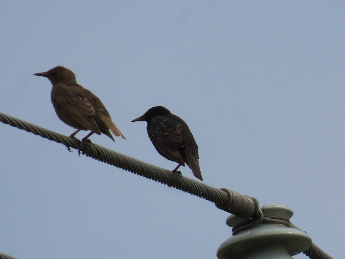 European Starling - ML646813726