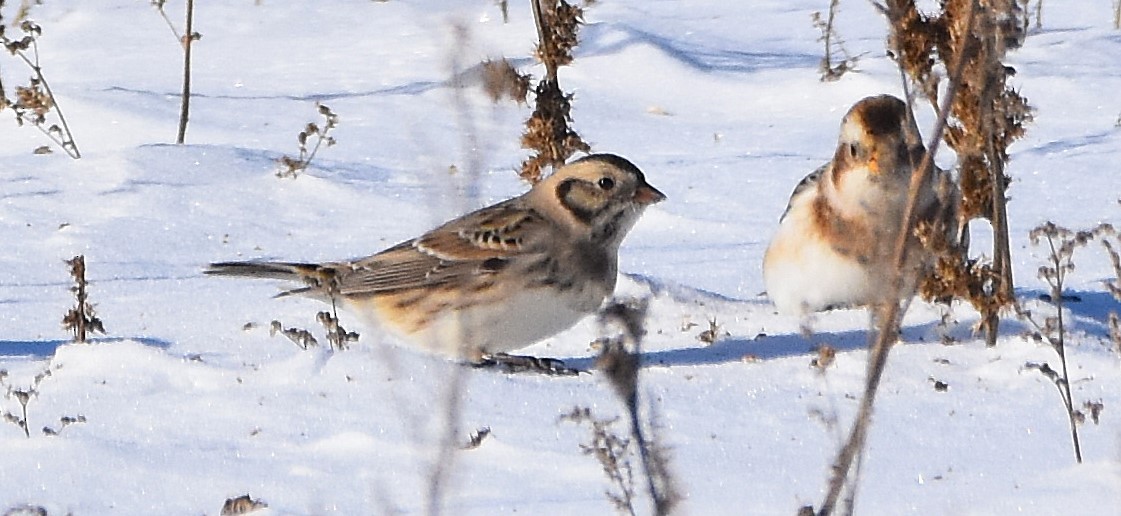 Plectrophane lapon - ML646813727