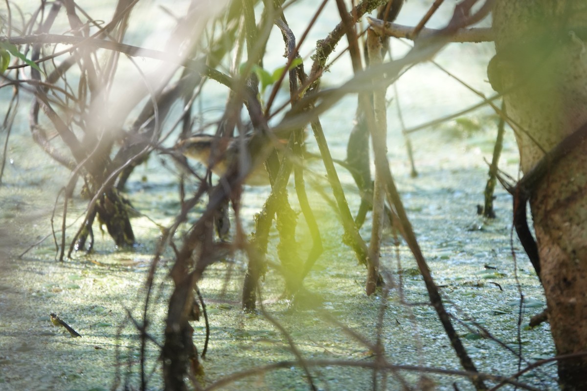 Wren-like Rushbird - ML646813728