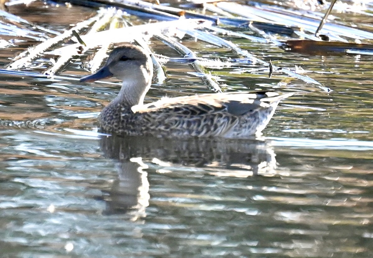 Boz Ördek - ML646813729