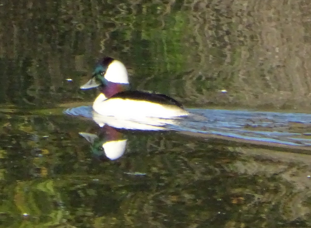 hohol bělavý - ML646813738