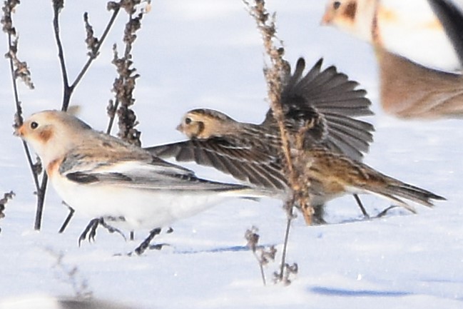 Plectrophane lapon - ML646813739