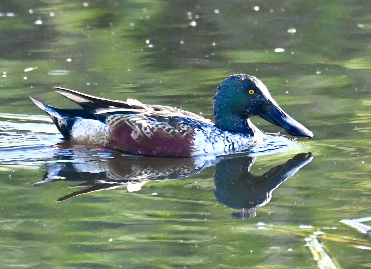 Northern Shoveler - ML646813740
