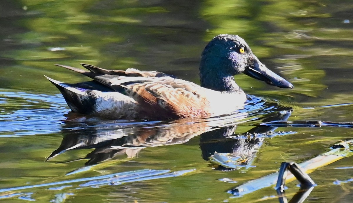 Northern Shoveler - ML646813743