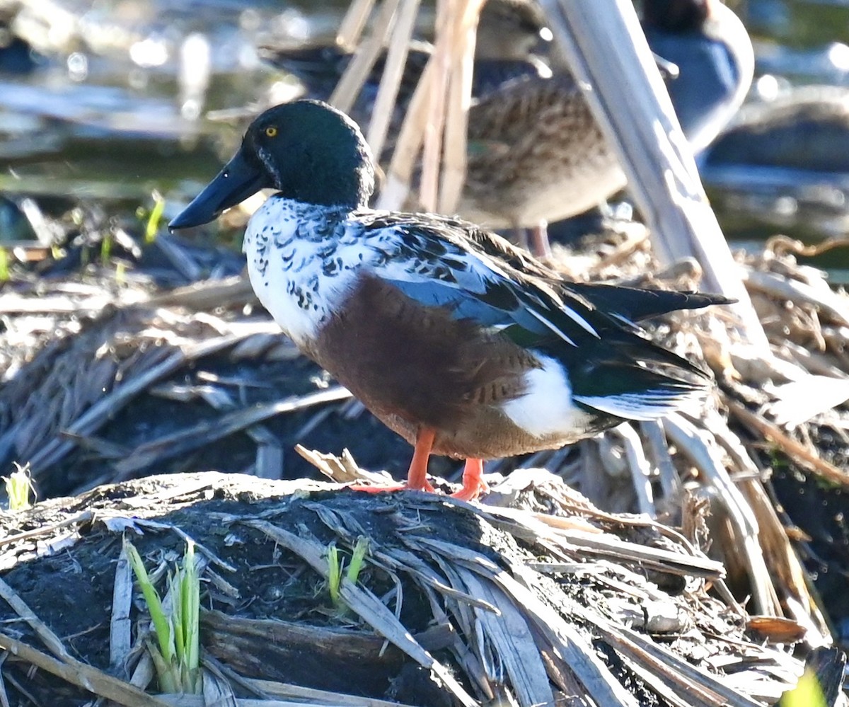 Northern Shoveler - ML646813745