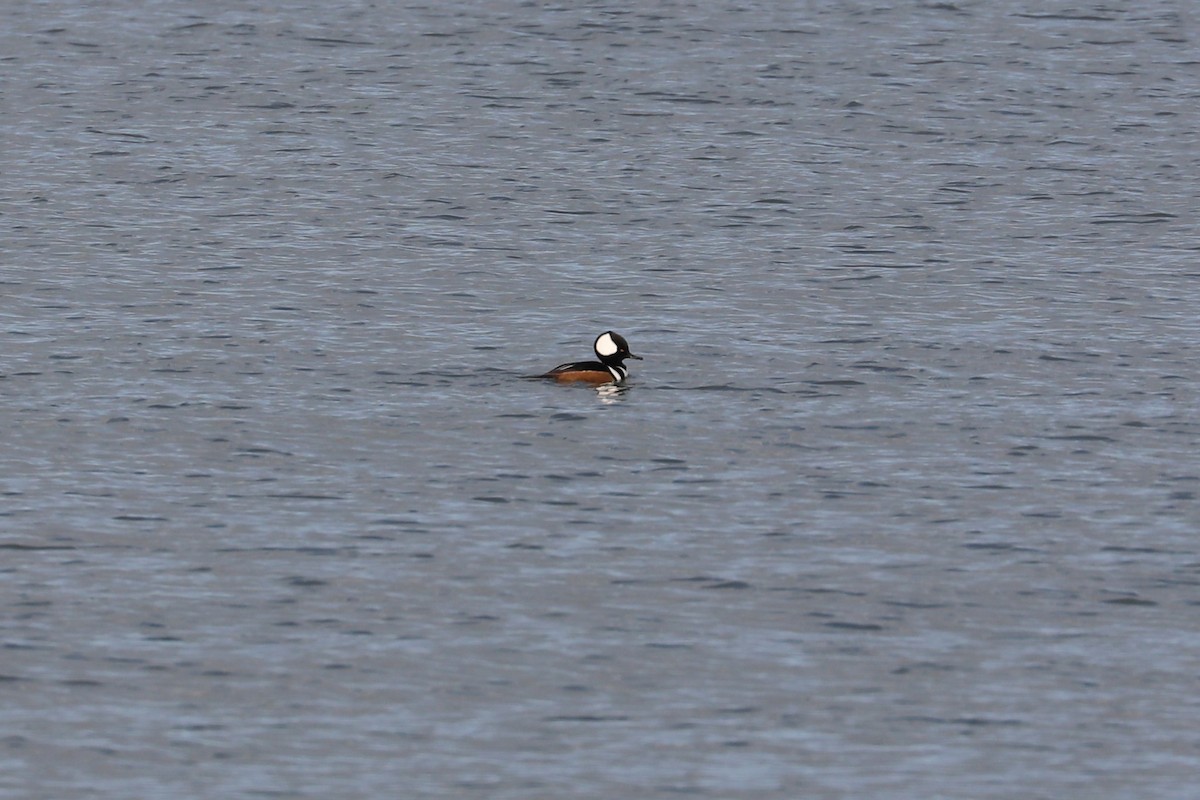 Hooded Merganser - ML646813746
