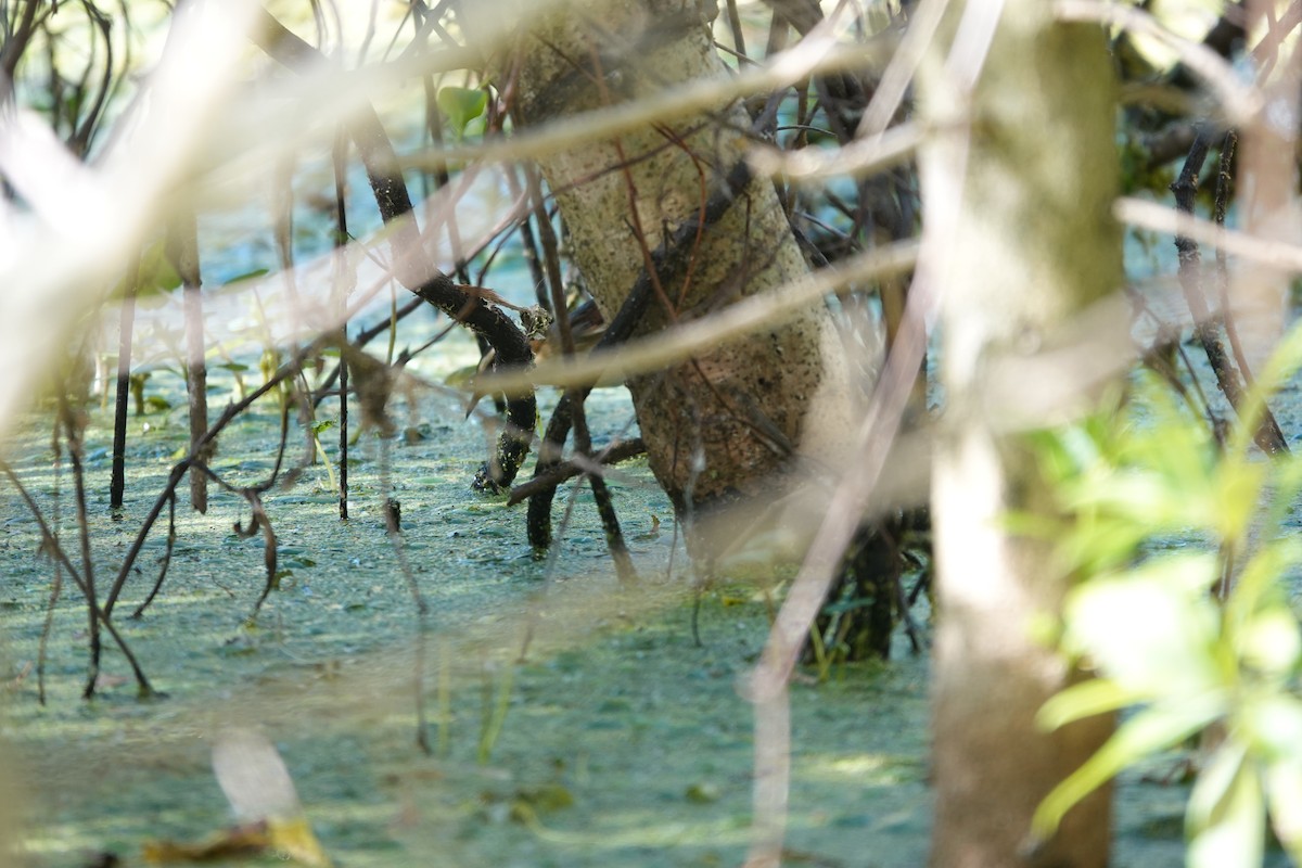 Wren-like Rushbird - ML646813747